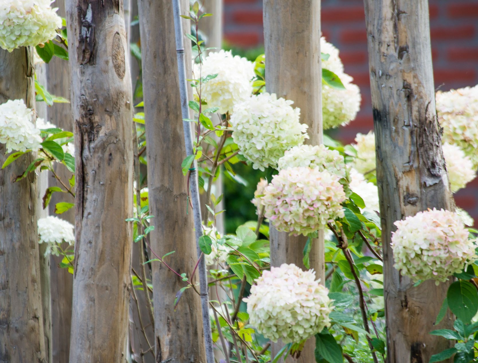 Hortensia kastanje palen sfeer Frank Blom Hoveniers